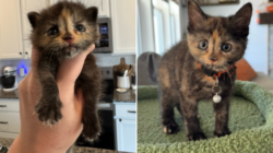 Man Finds 3-Week-Old Kitten on Construction Site, Knows What to Do Next