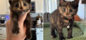 Man Finds 3-Week-Old Kitten on Construction Site, Knows What to Do Next