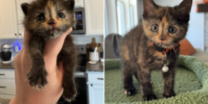 Man Finds 3-Week-Old Kitten on Construction Site, Knows What to Do Next