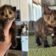 Man Finds 3-Week-Old Kitten on Construction Site, Knows What to Do Next