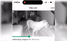 Owner of Paralyzed Dog Checks Security Cam, Can’t Believe What She Sees
