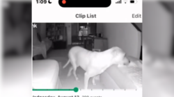 Owner of Paralyzed Dog Checks Security Cam, Can’t Believe What She Sees