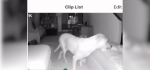 Owner of Paralyzed Dog Checks Security Cam, Can’t Believe What She Sees