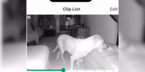 Owner of Paralyzed Dog Checks Security Cam, Can’t Believe What She Sees