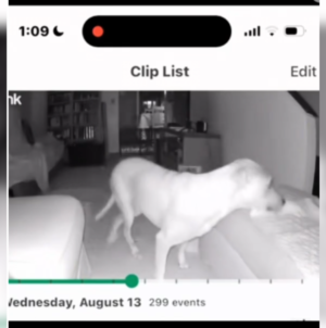 Owner of Paralyzed Dog Checks Security Cam, Can’t Believe What She Sees