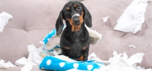 3 Dogs Left Alone in Living Room—Owner Films What She Comes Home To