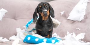 3 Dogs Left Alone in Living Room—Owner Films What She Comes Home To