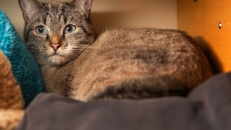 Vet Cat Goes Missing Before Bedtime, Belgian Malinois Knows What To Do