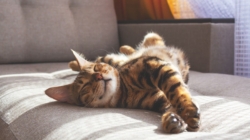 Woman Adopts Cat, but Then She Sees Who It Chooses Instead