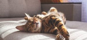 Woman Adopts Cat, but Then She Sees Who It Chooses Instead