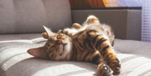 Woman Adopts Cat, but Then She Sees Who It Chooses Instead