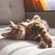 Woman Adopts Cat, but Then She Sees Who It Chooses Instead