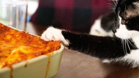 Black-and-White Cat Got in Owner’s Pasta Pot—’Now He Is Orange’
