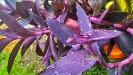 Gardener Uncovers Mystery ‘Onion’ Plant—Unprepared for What Follows