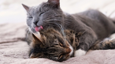 Cat Owner Adopts Kitten, Shock Over What They See Next Day