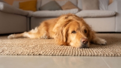 Everyone Thinks Dog Is ‘99% Golden Retriever’—Then Come Shock DNA Results