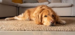 Everyone Thinks Dog Is ‘99% Golden Retriever’—Then Come Shock DNA Results
