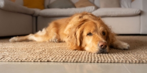 Everyone Thinks Dog Is ‘99% Golden Retriever’—Then Come Shock DNA Results