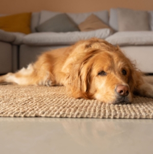 Everyone Thinks Dog Is ‘99% Golden Retriever’—Then Come Shock DNA Results