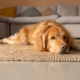 Everyone Thinks Dog Is ‘99% Golden Retriever’—Then Come Shock DNA Results