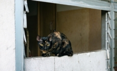 ‘Abandoned’ Cat Enters Stranger’s Home, Demands Pets for Over 1 Hour %%page%% %%sep%% %%sitename%% ‘Abandoned’ cat enters stranger’s home, demands pets for over 1 hour