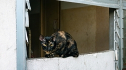 ‘Abandoned’ Cat Enters Stranger’s Home, Demands Pets for Over 1 Hour %%page%% %%sep%% %%sitename%% ‘Abandoned’ cat enters stranger’s home, demands pets for over 1 hour