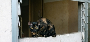 ‘Abandoned’ Cat Enters Stranger’s Home, Demands Pets for Over 1 Hour %%page%% %%sep%% %%sitename%% ‘Abandoned’ cat enters stranger’s home, demands pets for over 1 hour