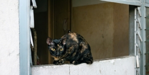‘Abandoned’ Cat Enters Stranger’s Home, Demands Pets for Over 1 Hour %%page%% %%sep%% %%sitename%% ‘Abandoned’ cat enters stranger’s home, demands pets for over 1 hour