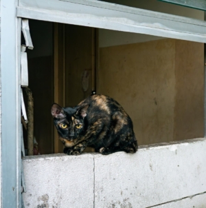 ‘Abandoned’ Cat Enters Stranger’s Home, Demands Pets for Over 1 Hour %%page%% %%sep%% %%sitename%% ‘Abandoned’ cat enters stranger’s home, demands pets for over 1 hour