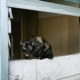 ‘Abandoned’ Cat Enters Stranger’s Home, Demands Pets for Over 1 Hour %%page%% %%sep%% %%sitename%% ‘Abandoned’ cat enters stranger’s home, demands pets for over 1 hour
