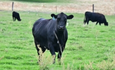 Republican Rebellion Over Trump’s Argentina Beef Imports Grows