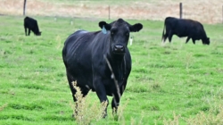 Republican Rebellion Over Trump’s Argentina Beef Imports Grows