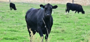 Republican Rebellion Over Trump’s Argentina Beef Imports Grows