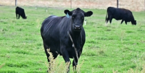 Republican Rebellion Over Trump’s Argentina Beef Imports Grows