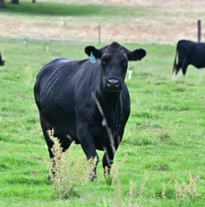 Republican Rebellion Over Trump’s Argentina Beef Imports Grows