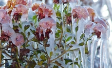 Map Shows States Facing Frost Advisories as Temperatures to Plunge