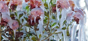 Map Shows States Facing Frost Advisories as Temperatures to Plunge