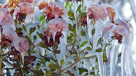 Map Shows States Facing Frost Advisories as Temperatures to Plunge