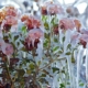 Map Shows States Facing Frost Advisories as Temperatures to Plunge