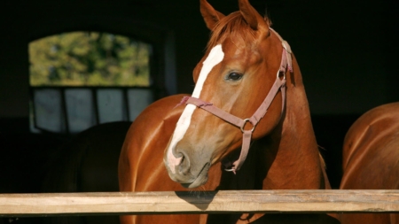 Tears at What Unfolds When Animal Lover Buys a Mare: ‘Surprise’ – Newsweek