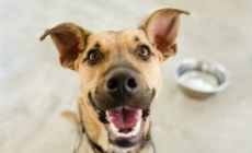 Hearts Melt at Dog’s Reaction To Being Told Owner Is Coming Home
