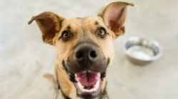 Hearts Melt at Dog’s Reaction To Being Told Owner Is Coming Home