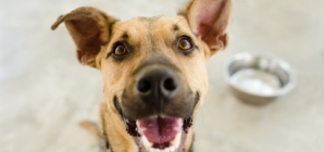 Hearts Melt at Dog’s Reaction To Being Told Owner Is Coming Home