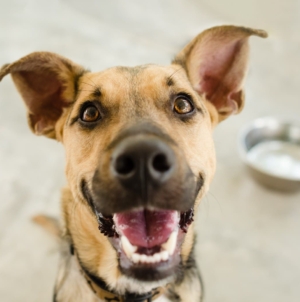 Hearts Melt at Dog’s Reaction To Being Told Owner Is Coming Home