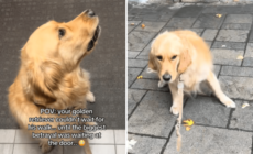 Golden Retriever Can’t Contain Excitement for Walk—Then Discovers Betrayal
