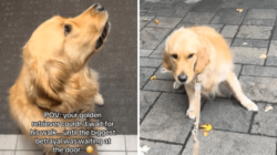 Golden Retriever Can’t Contain Excitement for Walk—Then Discovers Betrayal