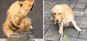 Golden Retriever Can’t Contain Excitement for Walk—Then Discovers Betrayal