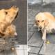 Golden Retriever Can’t Contain Excitement for Walk—Then Discovers Betrayal