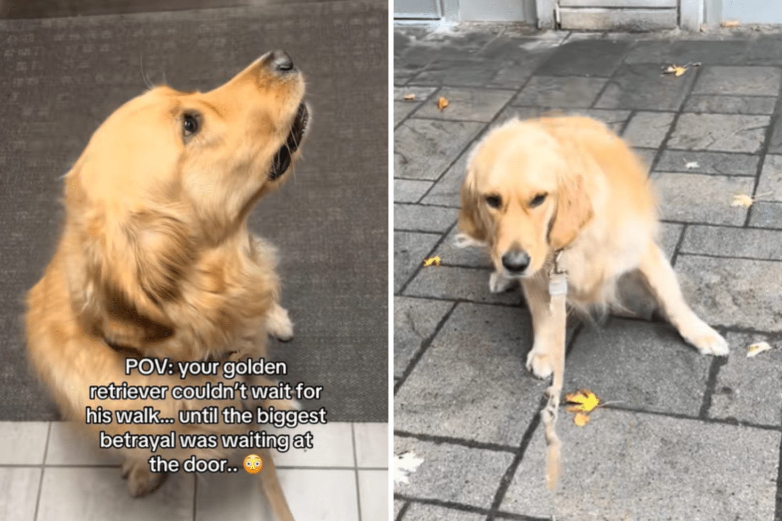 Golden Retriever Can’t Contain Excitement for Walk—Then Discovers Betrayal