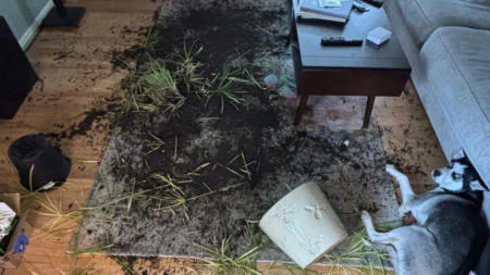 Dog Owner Left Husky Alone for 1 Hour—Unprepared for What He Comes Home to